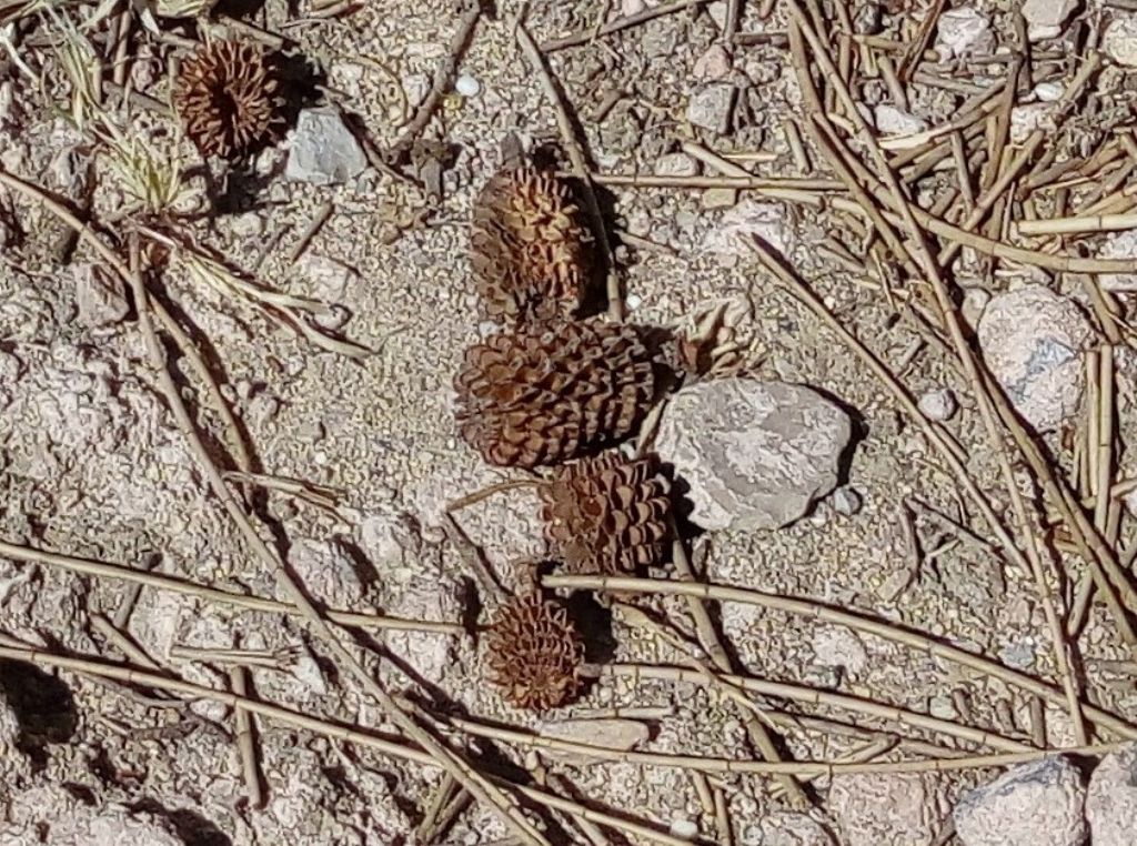 Albero con pignette:   Casuarina cfr. cunninghamiana